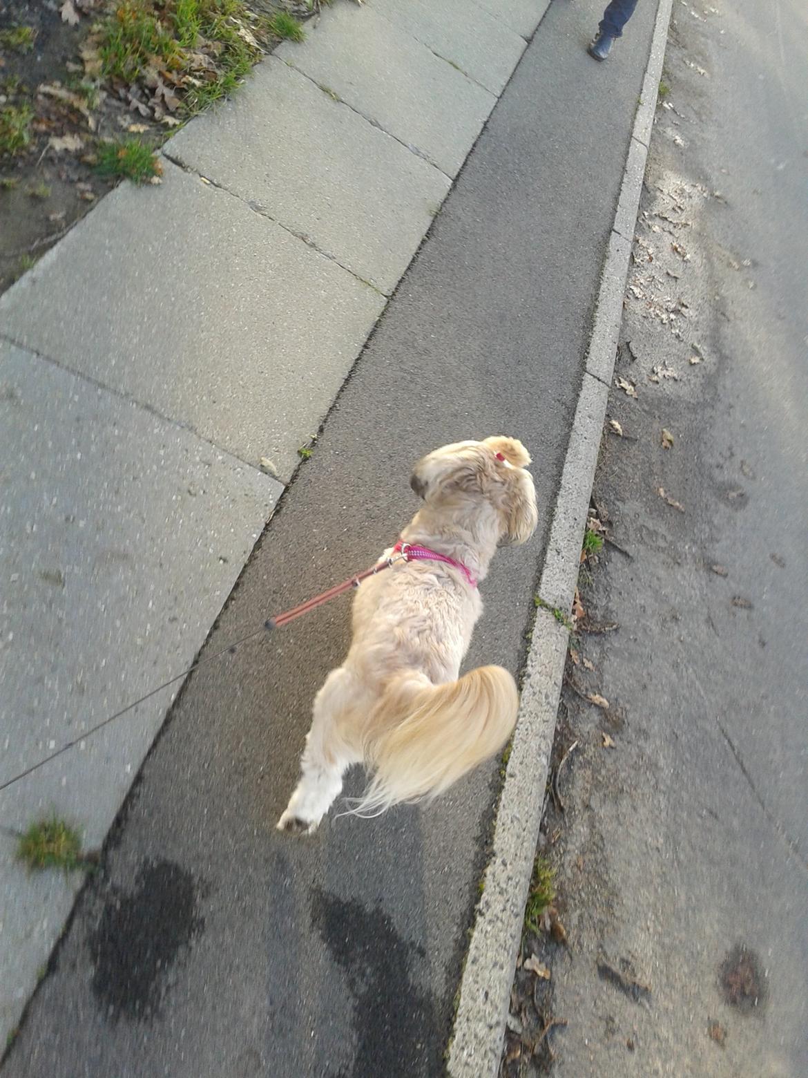 Shih tzu Tinka billede 4