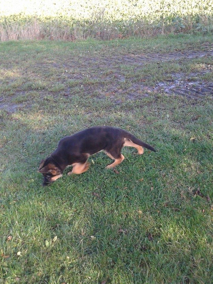 Schæferhund Thor billede 1