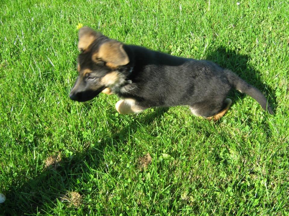 Schæferhund Thor billede 2