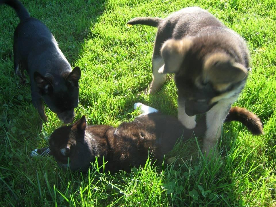 Schæferhund Thor billede 3