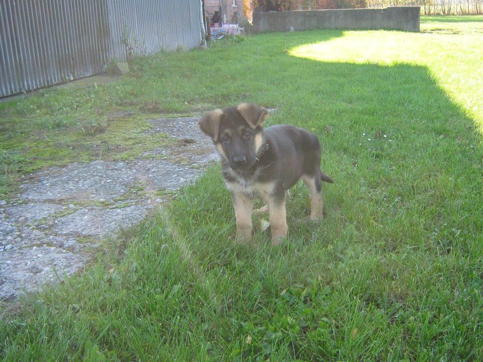 Schæferhund Thor billede 4