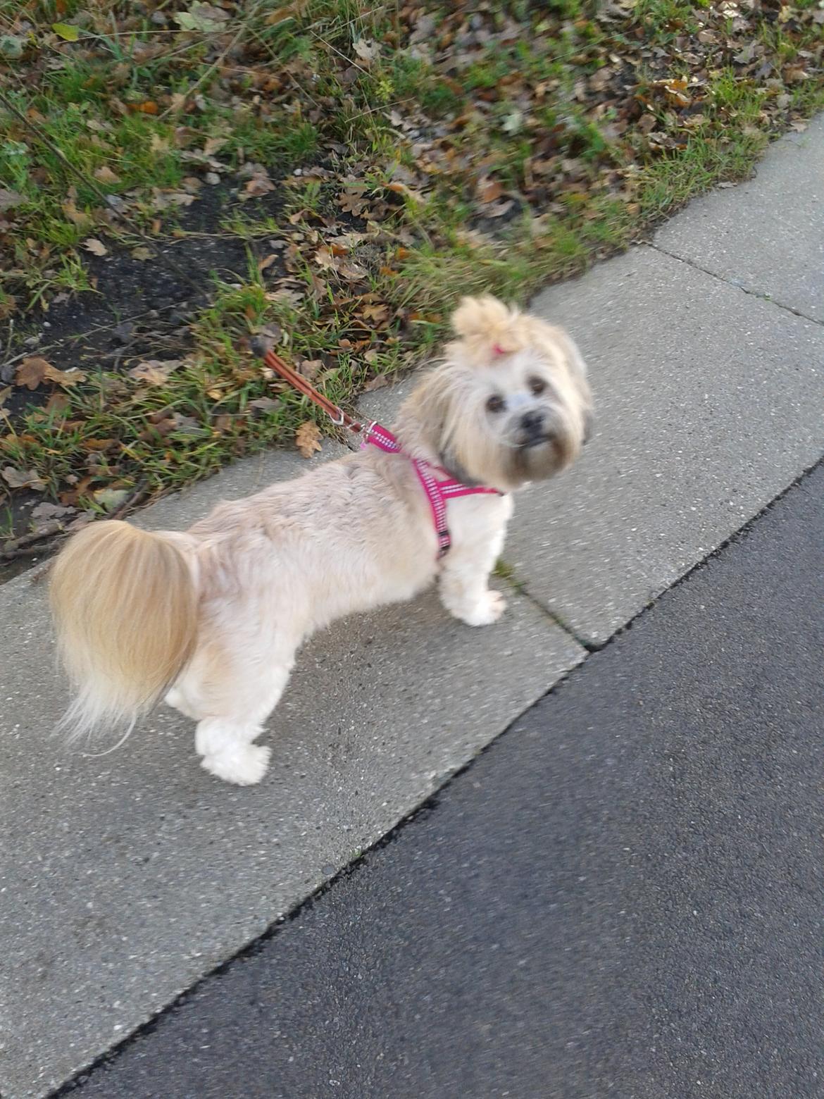 Shih tzu Tinka billede 3