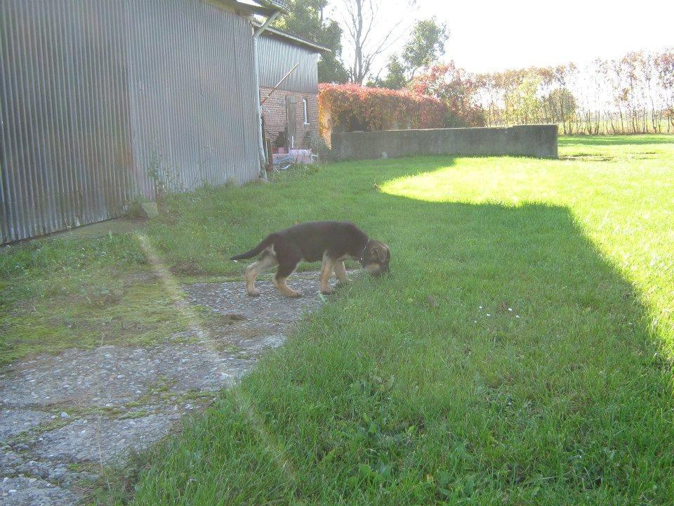 Schæferhund Thor billede 5