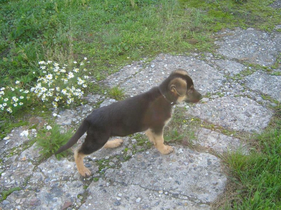 Schæferhund Thor billede 6