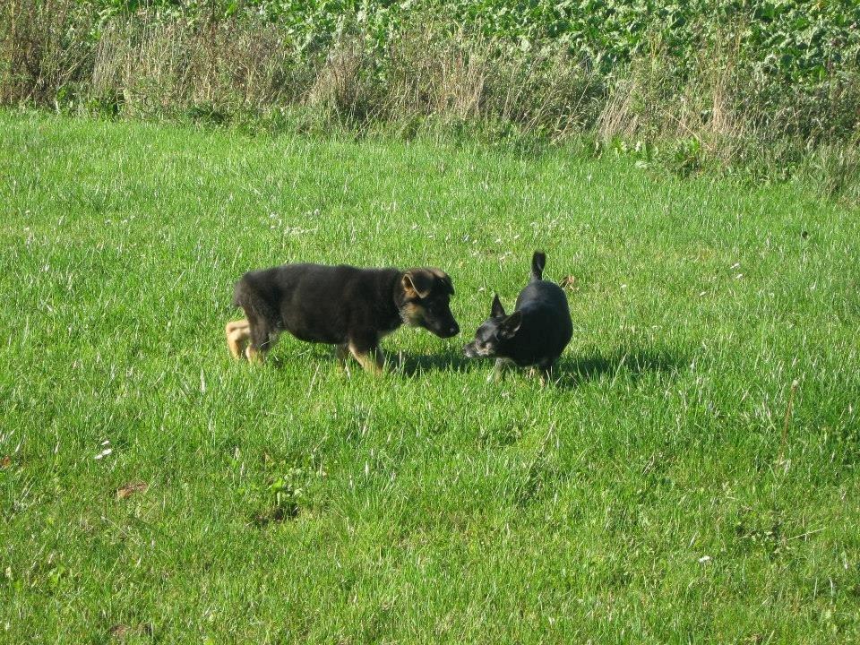 Schæferhund Thor billede 7