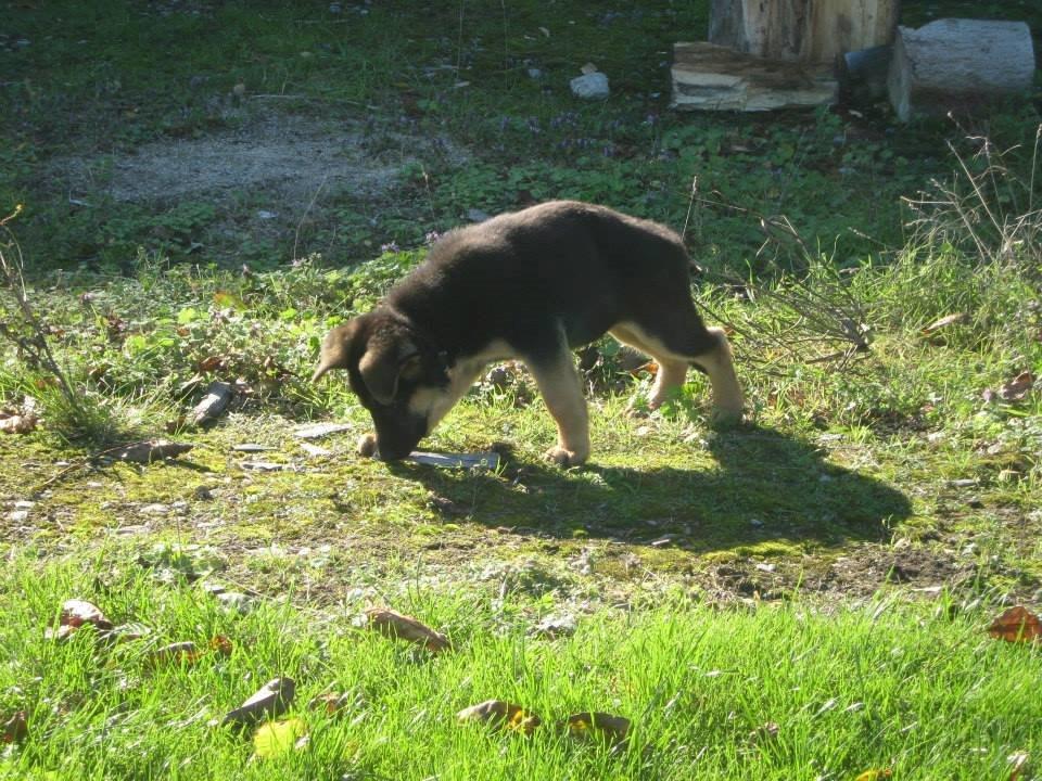 Schæferhund Thor billede 8