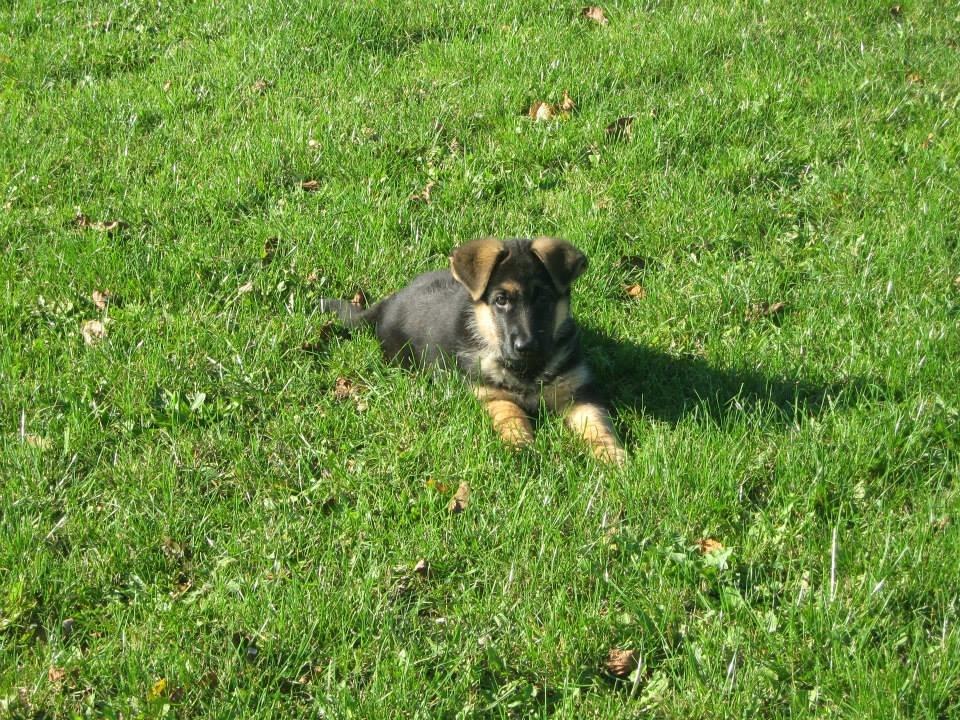 Schæferhund Thor billede 9