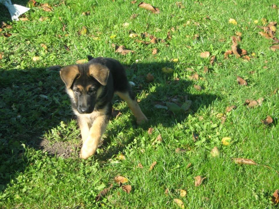 Schæferhund Thor billede 10
