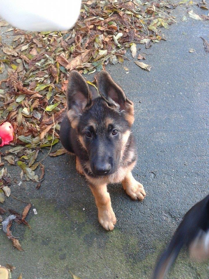 Schæferhund Thor billede 11