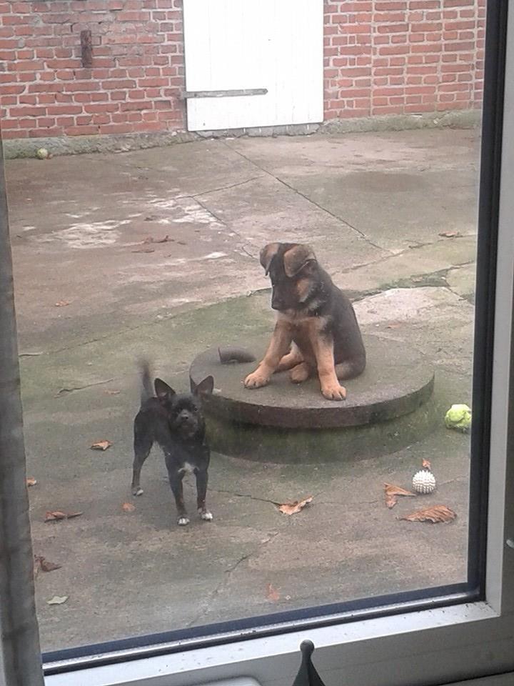 Schæferhund Thor billede 12