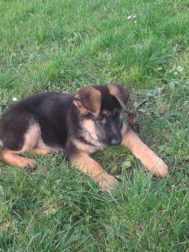 Schæferhund Thor billede 13