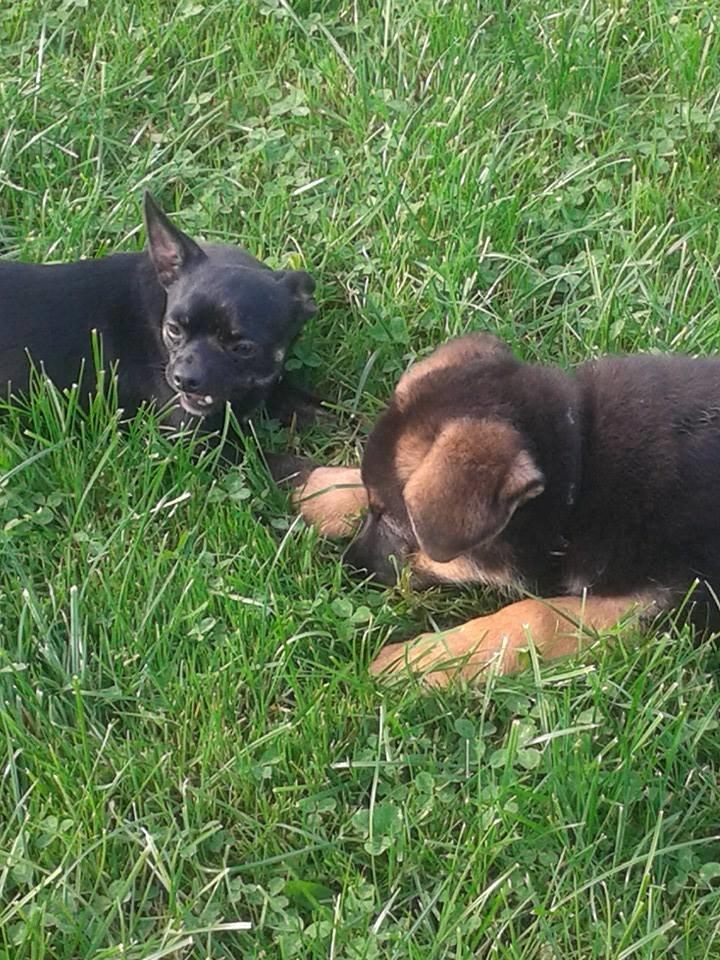 Schæferhund Thor billede 14