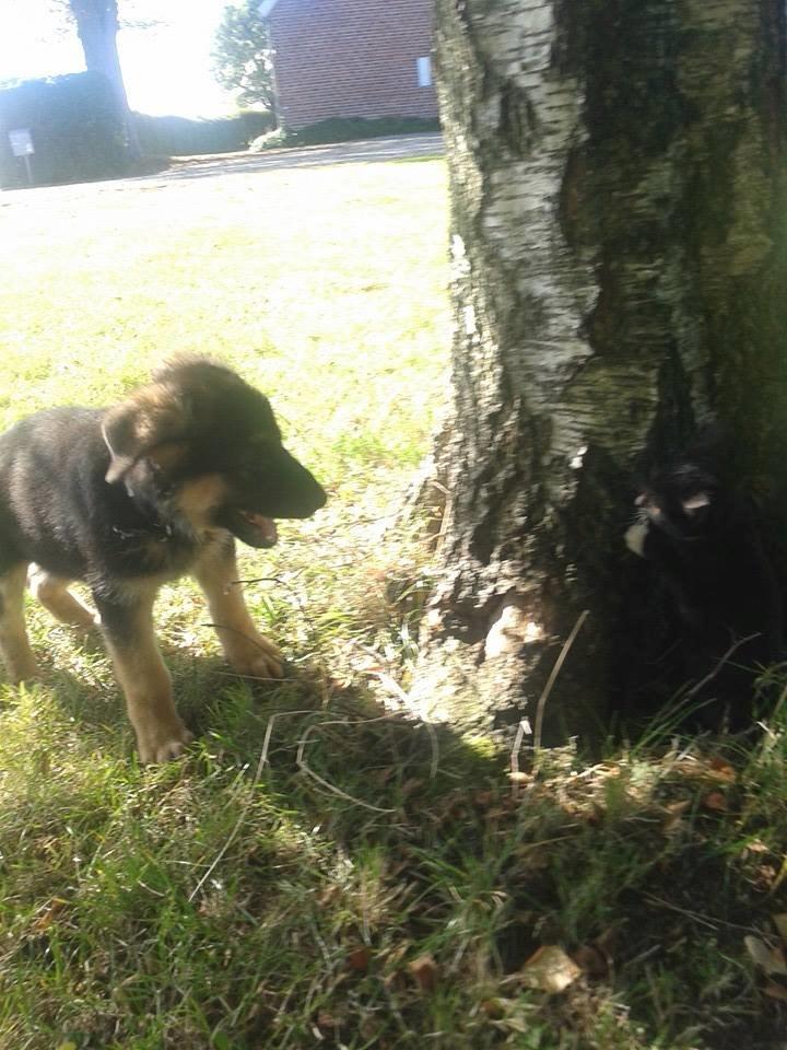 Schæferhund Thor billede 15