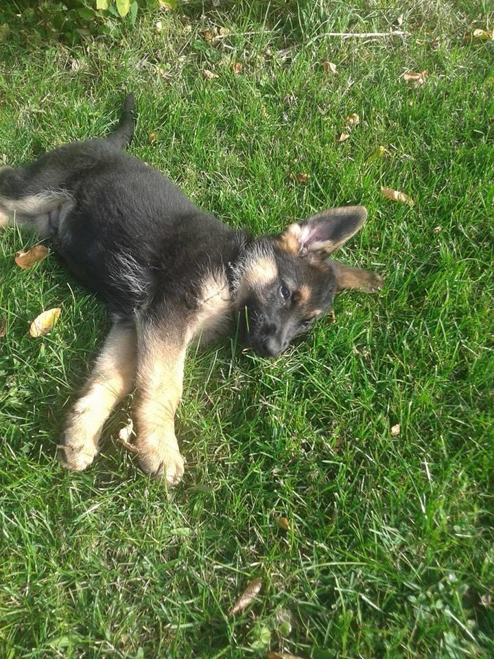 Schæferhund Thor billede 16
