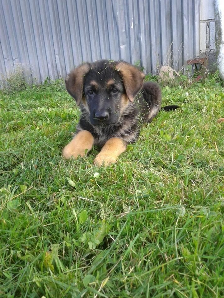 Schæferhund Thor billede 17