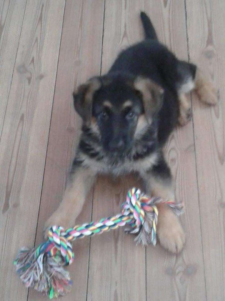 Schæferhund Thor billede 18