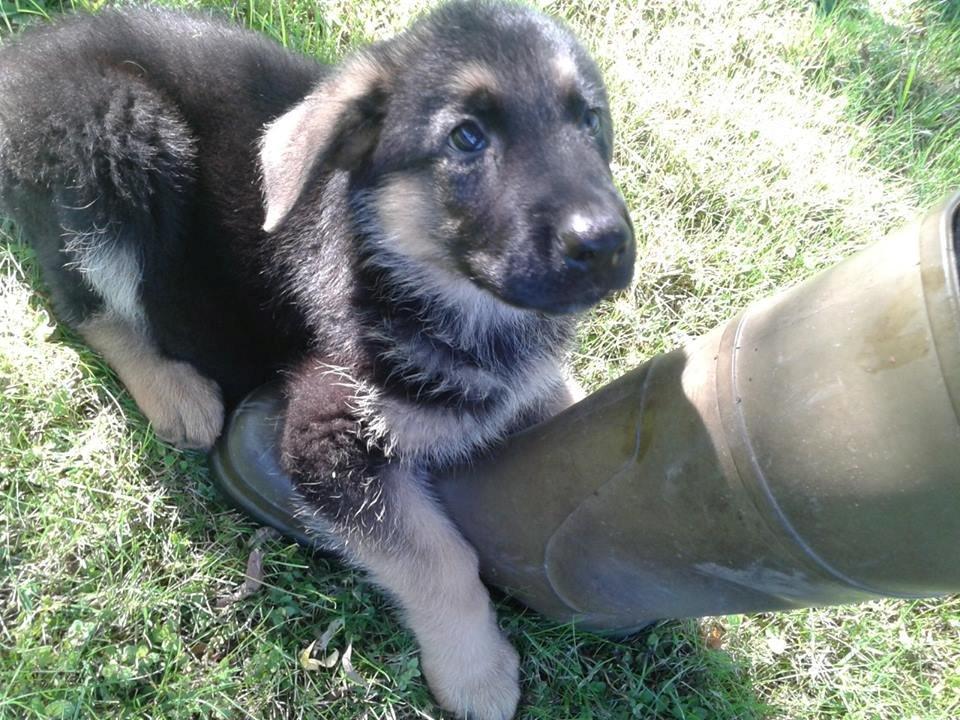 Schæferhund Thor billede 19