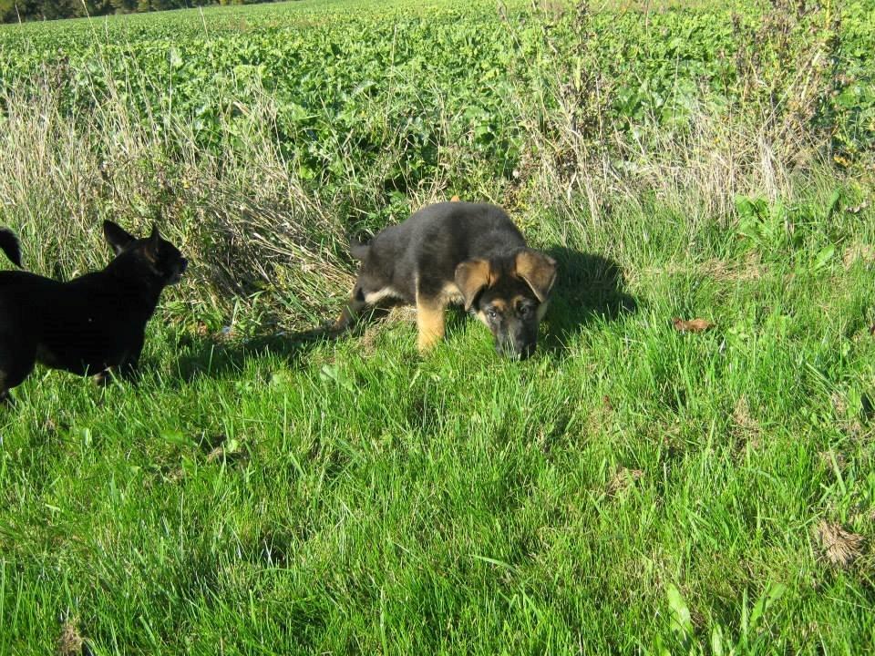 Schæferhund Thor billede 20