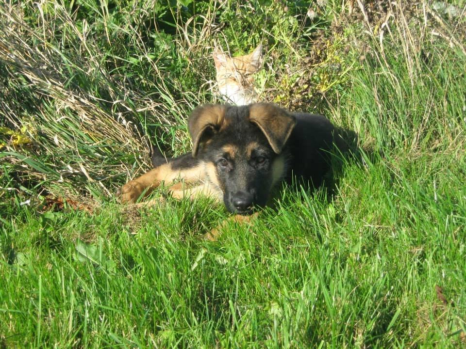 Schæferhund Thor billede 21