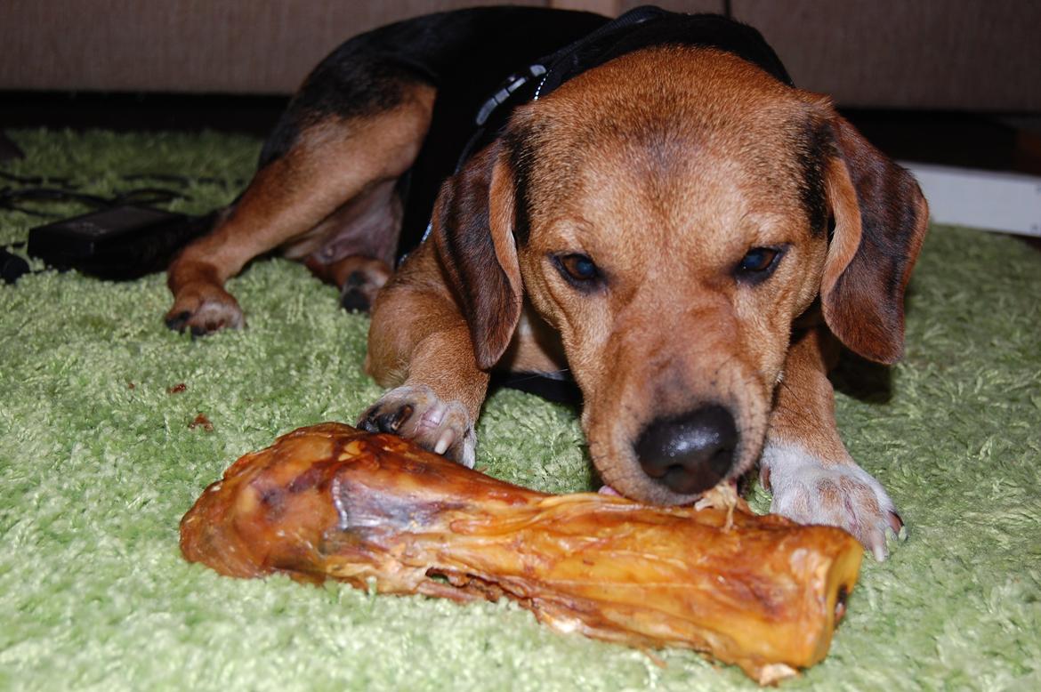 Blanding af racer Jackie - En træt Jackie efter ankomst hertil, dagen vi fik hende. Benet hjalp lidt på trætheden.. :) billede 4