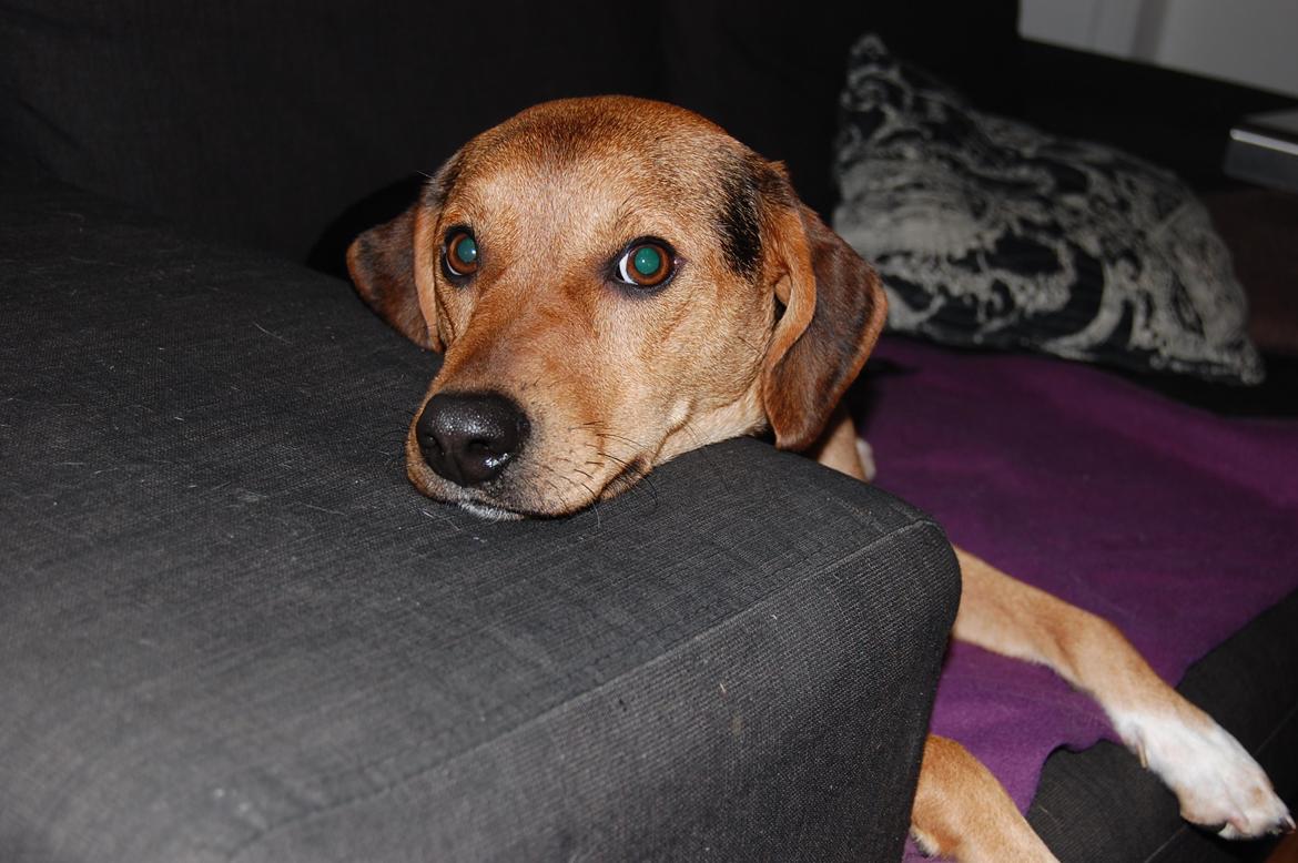 Blanding af racer Jackie - En træt Jackie efter flere timers leg med et væld af andre hunde. billede 7
