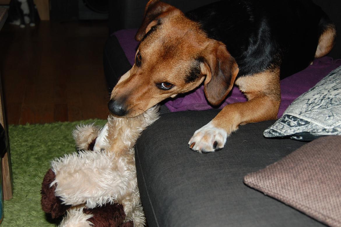 Blanding af racer Jackie - Bamsen der kun overlevede få timer.. billede 8