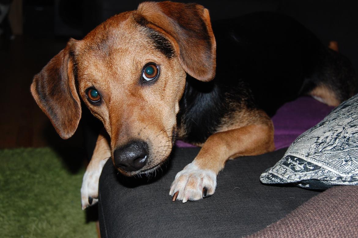 Blanding af racer Jackie - Hvad mon mor laver? billede 10