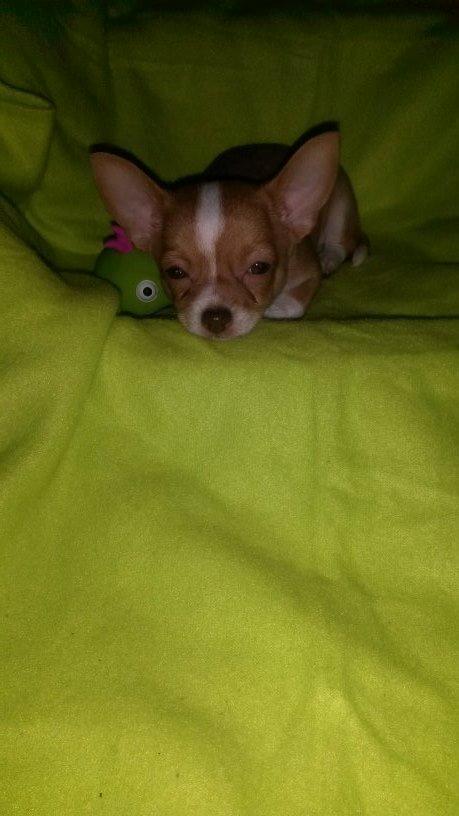 Chihuahua Tuffi billede 7