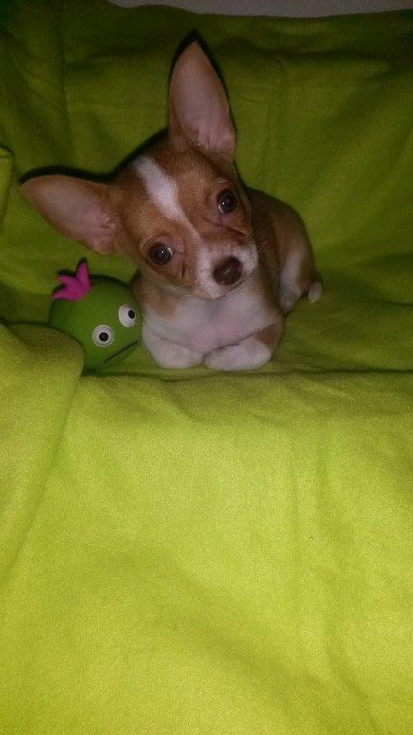 Chihuahua Tuffi billede 8