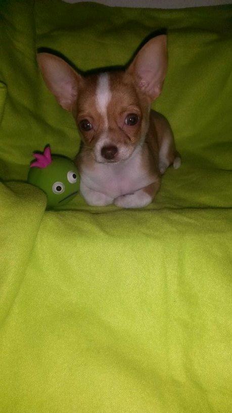 Chihuahua Tuffi billede 9