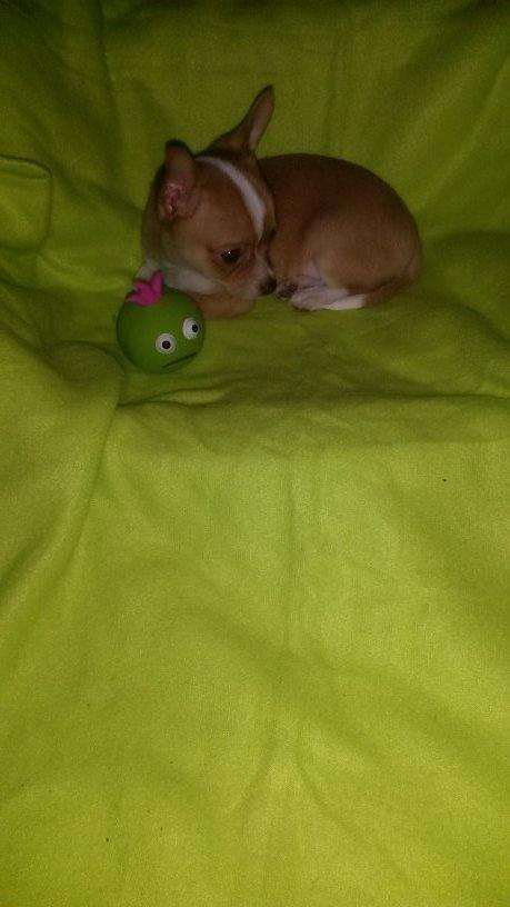 Chihuahua Tuffi billede 10