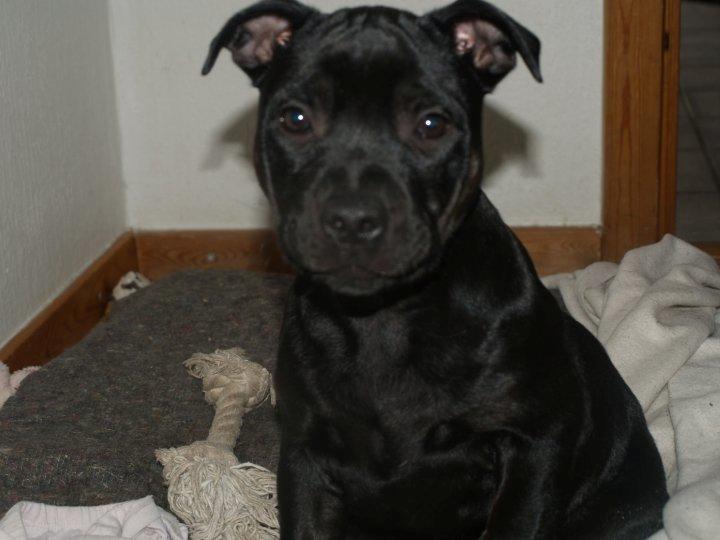 Staffordshire bull terrier Bonzai-Staff Jasper billede 13