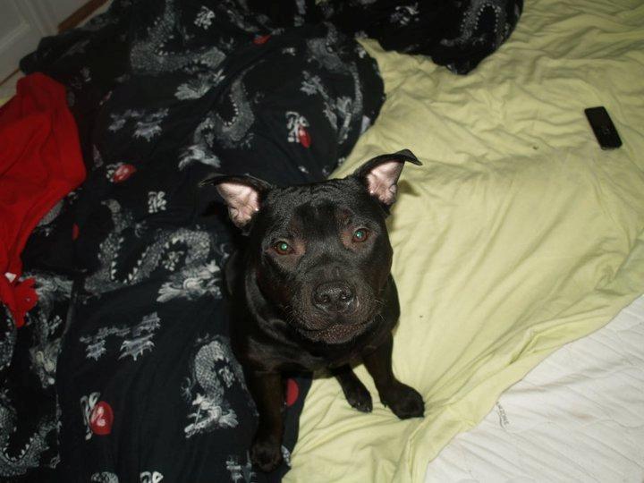 Staffordshire bull terrier Bonzai-Staff Jasper billede 15