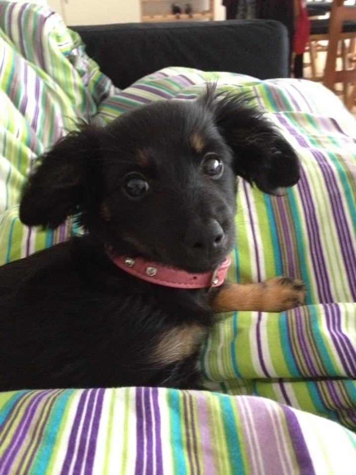 Blanding af racer Tessi - Ser jeg ikke bare sød ud :) billede 20