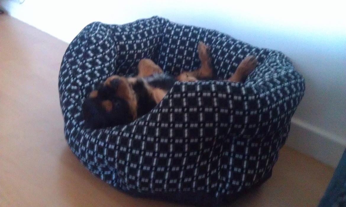 Cavalier king charles spaniel Oskar - Der er vist en der godt kan lide at ligge med hoved nedad og alle benene lige i vejret. Sikke en charmør <3   billede 9