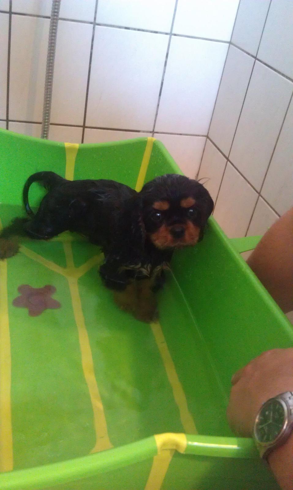 Cavalier king charles spaniel Oskar - Første gang at Oskar var i bad, det var nu meget dejligt at få rensede pelsen.   billede 10