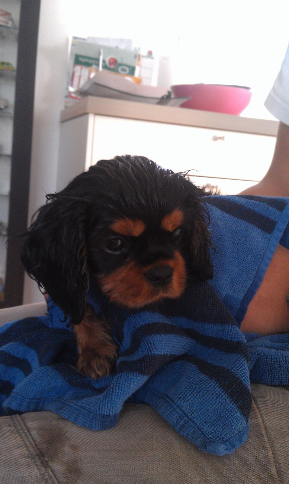 Cavalier king charles spaniel Oskar - En meget våd Oskar, efter hans første bad. Sikke dejlig og nem han er.  billede 11