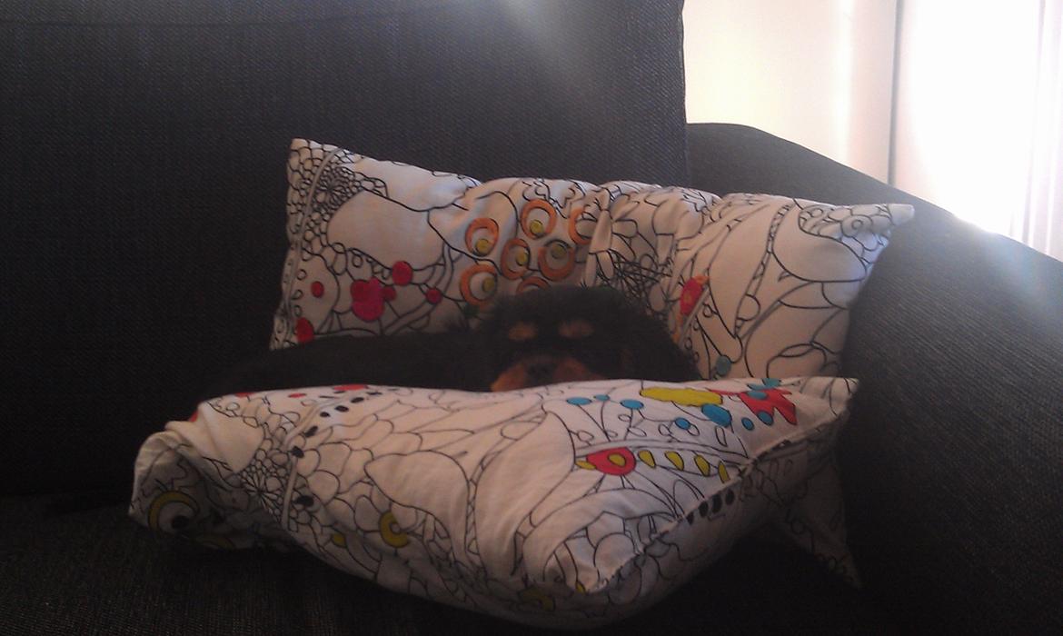 Cavalier king charles spaniel Oskar - Intet er bedre end at tage en morgen bluffer i sofaen.  billede 12