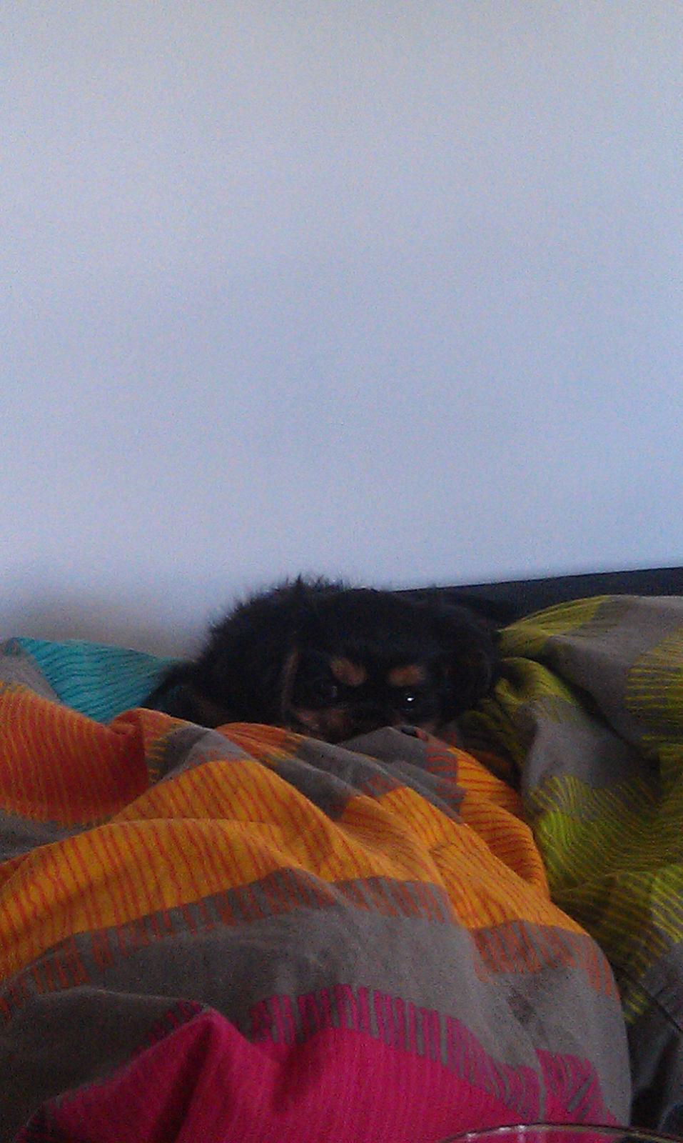 Cavalier king charles spaniel Oskar - Det der med at skal tidligt op, det er ikke lige sagen, når man nu har fået lov til at ligge oppe i mor og fars seng.  billede 13