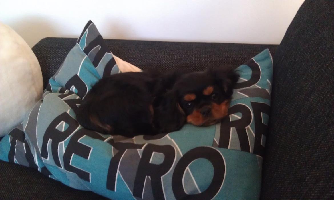 Cavalier king charles spaniel Oskar - Oskar, som hygger sig max på den bløde sofapude.  billede 14