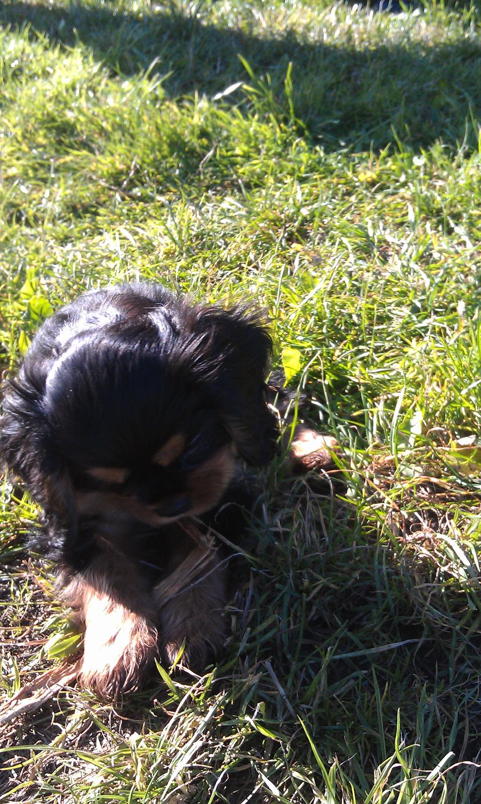 Cavalier king charles spaniel Oskar - Første gang Oskar er med de andre cavalier ude og gå tur i den skønne natur, helt fri af snoren og han lystende så fint på min komamoder. Så stolt af den kære, til der var så mange andre hunde.   billede 15