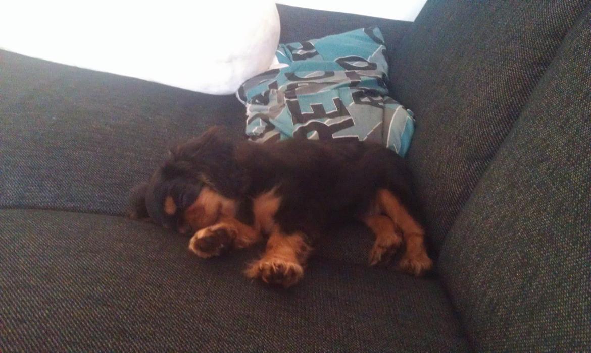 Cavalier king charles spaniel Oskar - Der er en der er gået fuldstændig kold .... billede 16