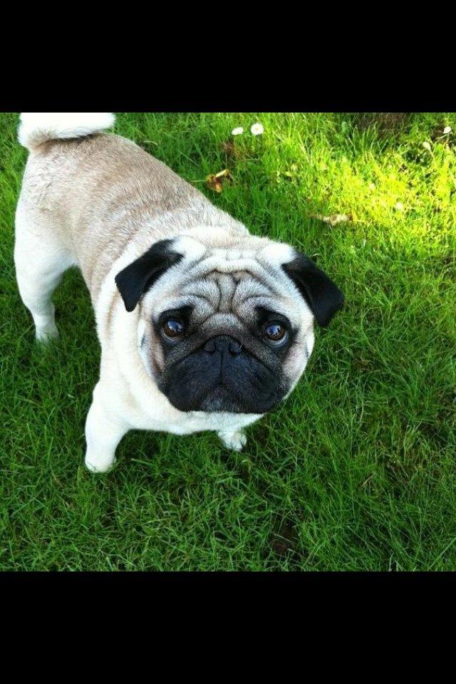 Mops Loui (Dreng) billede 18