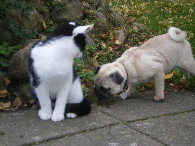 Mops Loui (Dreng) billede 19