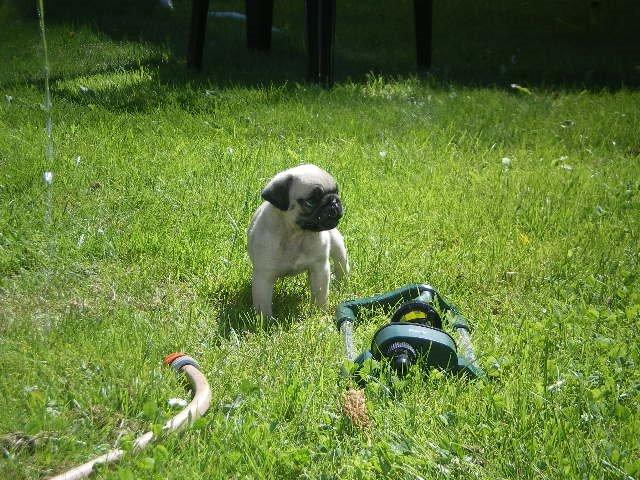 Mops Loui (Dreng) billede 20