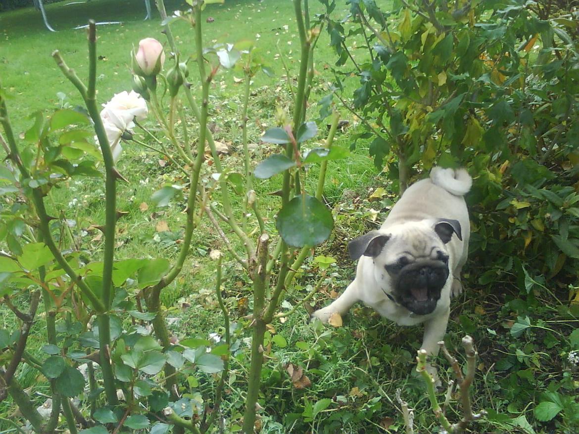 Mops Loui (Dreng) billede 21