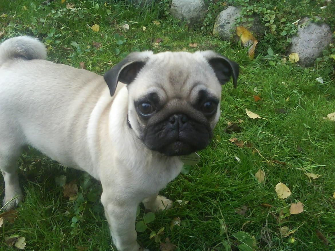 Mops Loui (Dreng) billede 22