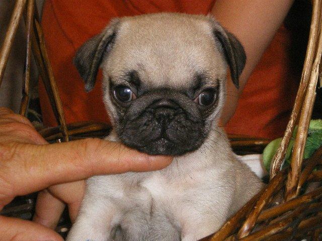 Mops Loui (Dreng) billede 23