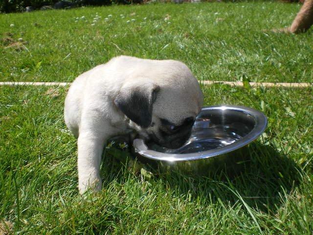 Mops Loui (Dreng) billede 24