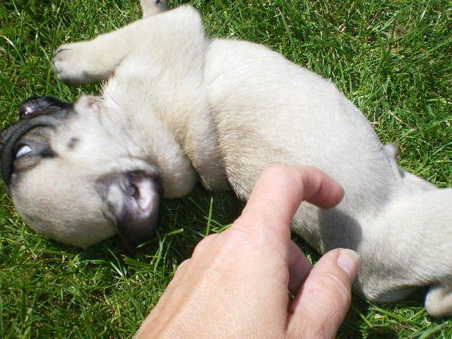 Mops Loui (Dreng) billede 25